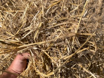 500mt Cereal Straw 8x4x3 Bales