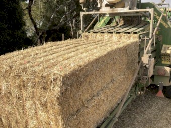500mt Cereal Straw 8x4x3 Bales