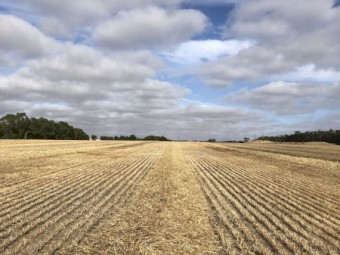 500mt Cereal Straw 8x4x3 Bales