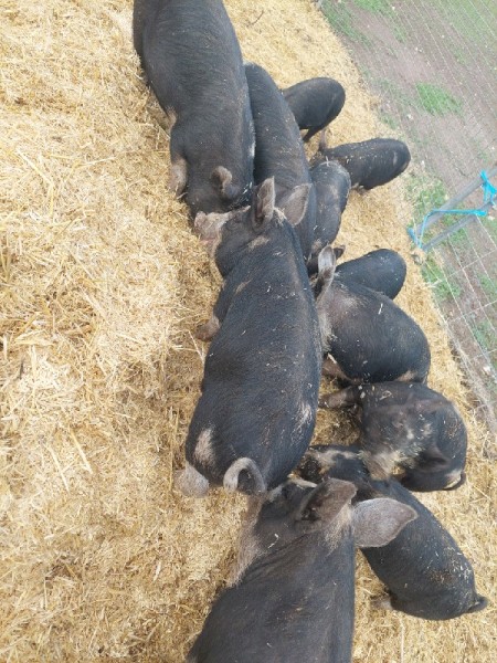 BERKSHIRE PIGLETS