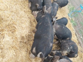 BERKSHIRE PIGLETS