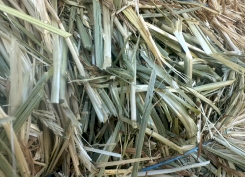 Barley Hay Small Square Bales