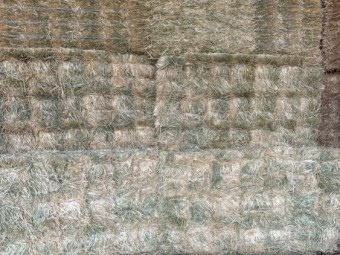 Barley Hay Small Square Bales