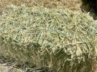 Barley Hay Small Square Bales