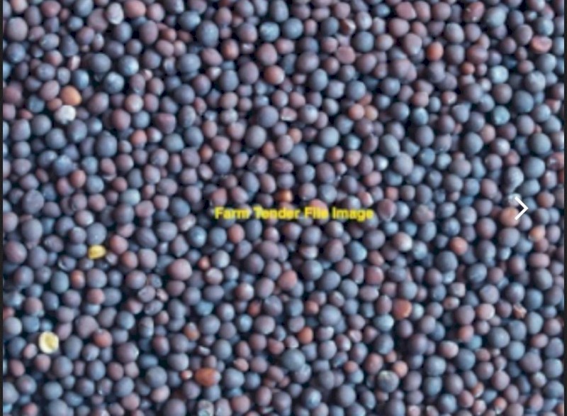 WANTED Benetas Vetch Seed