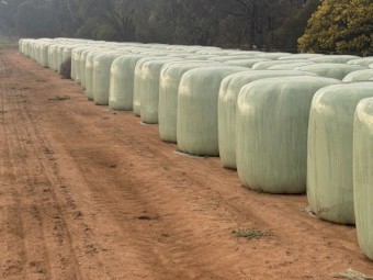 Clover/Oat Silage