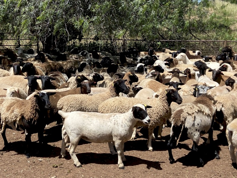 90 Station mated Dorper ewe lambs and hoggets 