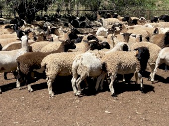 90 Station mated Dorper ewe lambs and hoggets 