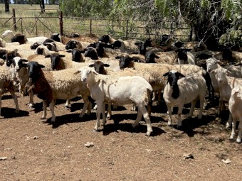 90 Station mated Dorper ewe lambs and hoggets 