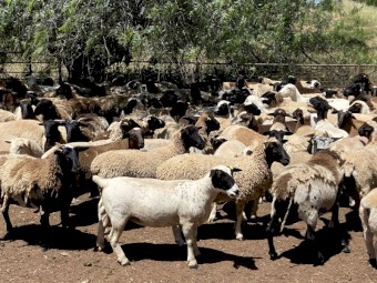 90 Station mated Dorper ewe lambs and hoggets 