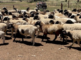 90 Station mated Dorper ewe lambs and hoggets 