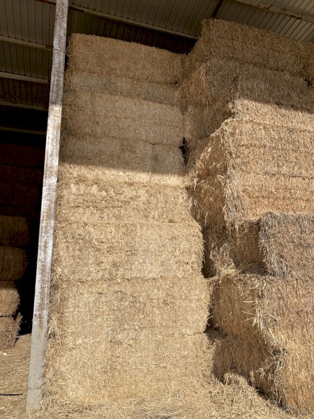 320mt Wheaten Straw 480-500kg 8x4x3 Bales (20/21 Season)