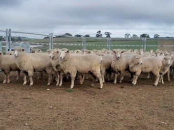 1st Cross ewes