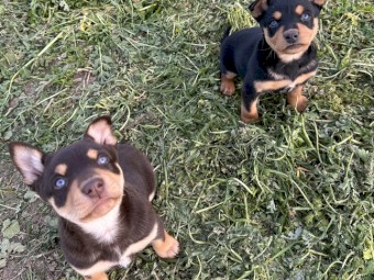 Kelpie pups