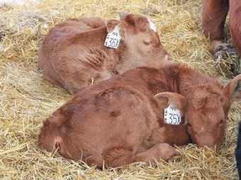 WANTED Red Angus Potty Calves