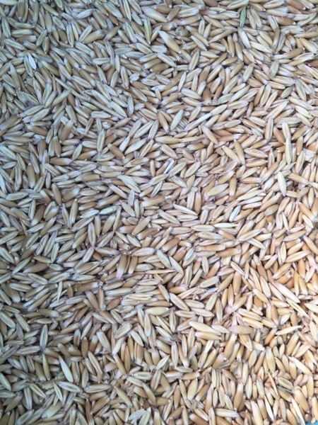 20mt Mitika Seed Oats
