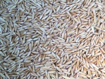 20mt Mitika Seed Oats