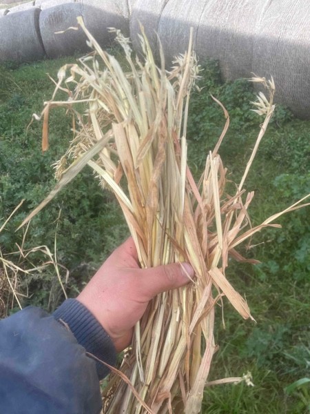 120 x Oaten Hay 5.6' x 4ft Round Bales