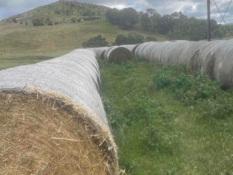 120 x Oaten Hay 5.6' x 4ft Round Bales