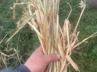 120 x Oaten Hay 5.6' x 4ft Round Bales