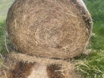 120 x Oaten Hay 5.6' x 4ft Round Bales
