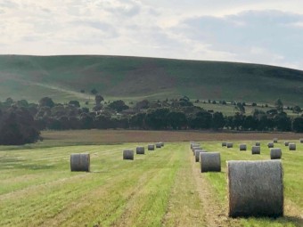 ANNUAL RYE - Pasture Hay - Round Bales 