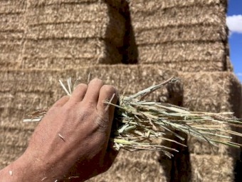Wheaten Hay for sale 