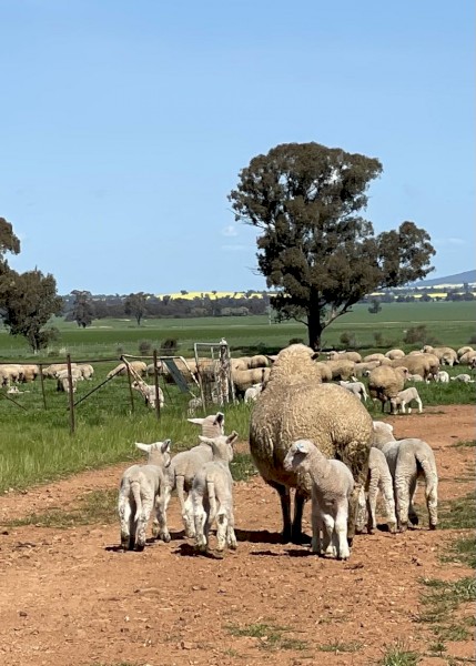 WANTED Sheep Agistment