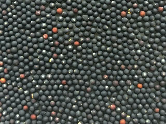 WANTED Bonito Canola Seed
