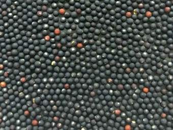 WANTED Bonito Canola Seed