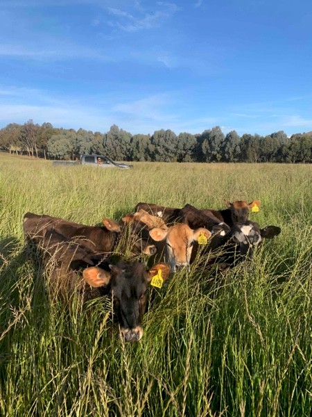 Jersey & Jersey Cross Friesian Calves