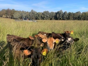 Jersey & Jersey Cross Friesian Calves