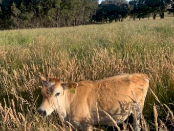 Jersey & Jersey Cross Friesian Calves