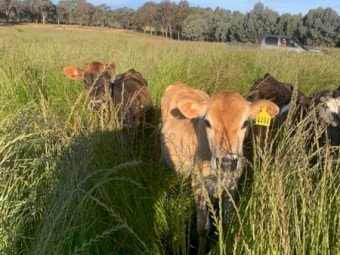 Jersey & Jersey Cross Friesian Calves