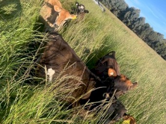 Jersey & Jersey Cross Friesian Calves