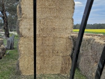 Barley Straw 8x4x3 Bales