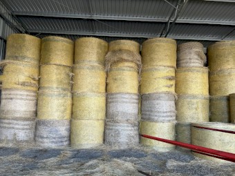 Pasture Hay Excellent Quality 5 x 4 Shedded