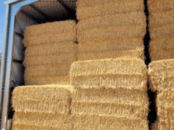  Wheaten hay
