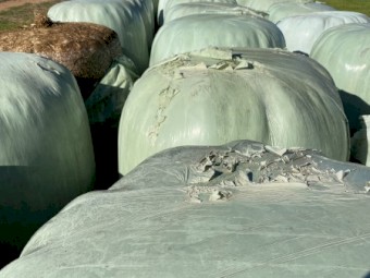 Ryegrass Silage - A2 - 93 bales