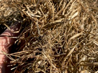 Ryegrass Silage - A2 - 93 bales