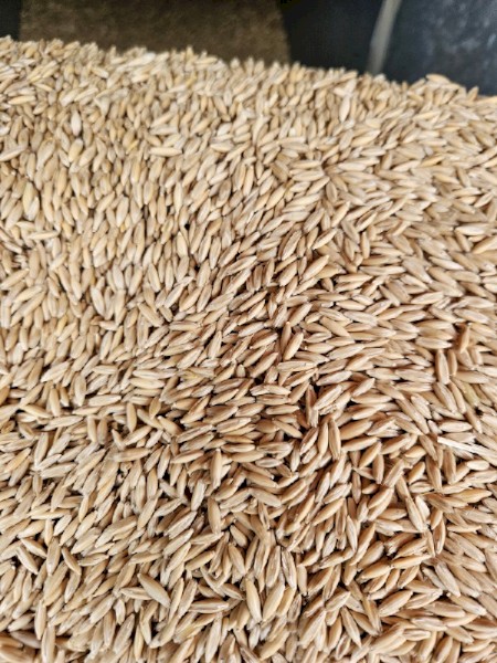 30mt Archer Oats