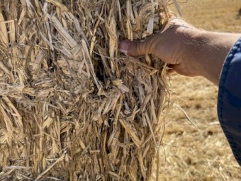 1000mt Wheaten Straw 8x4x3 Bales