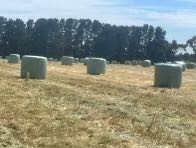 80 x Oaten Silage 4x4 Bales