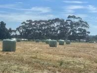80 x Oaten Silage 4x4 Bales