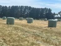 80 x Oaten Silage 4x4 Bales