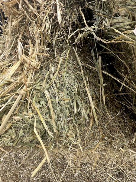 Oats & Vetch hay