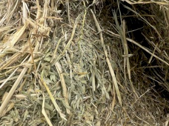 Oats & Vetch hay