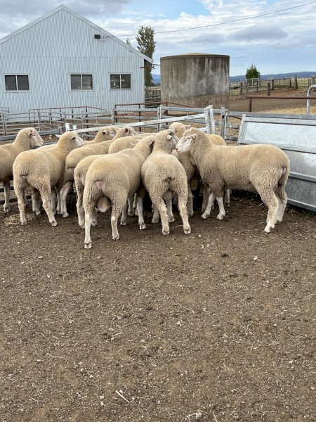 Poll Dorset Flock rams 