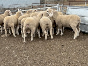Poll Dorset Flock rams 
