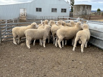 Poll Dorset Flock rams 